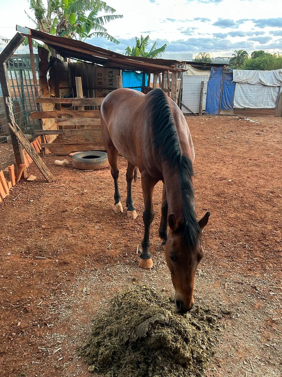 Cavalo meio sangue  - Foto 3