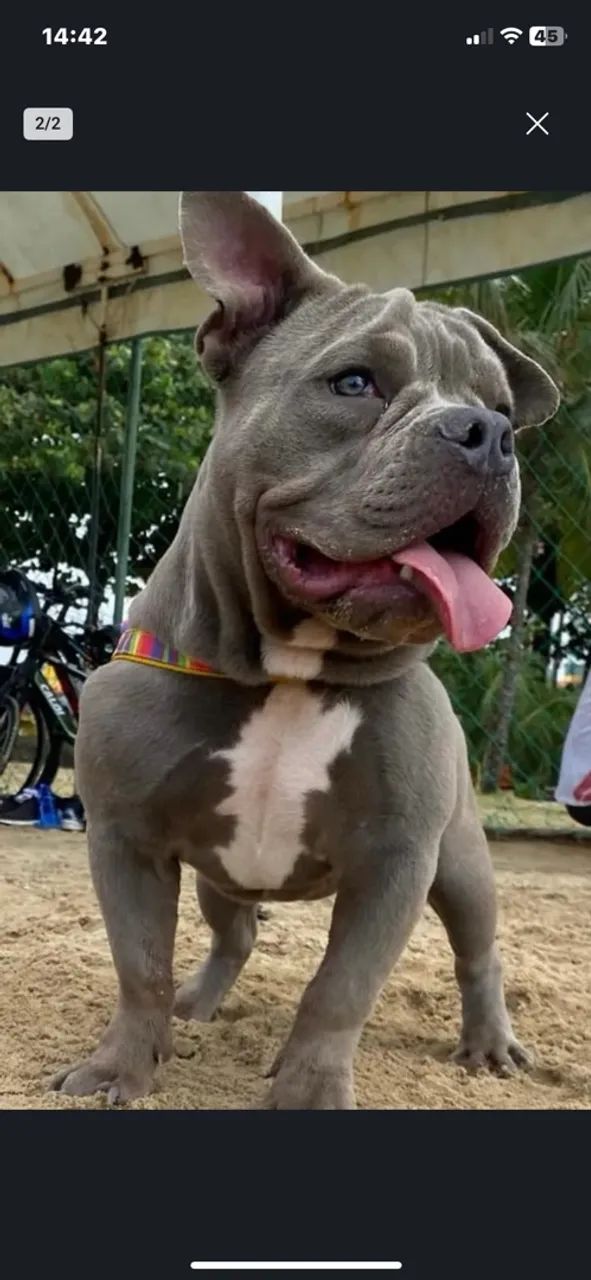 American bully fêmea  - Foto 2