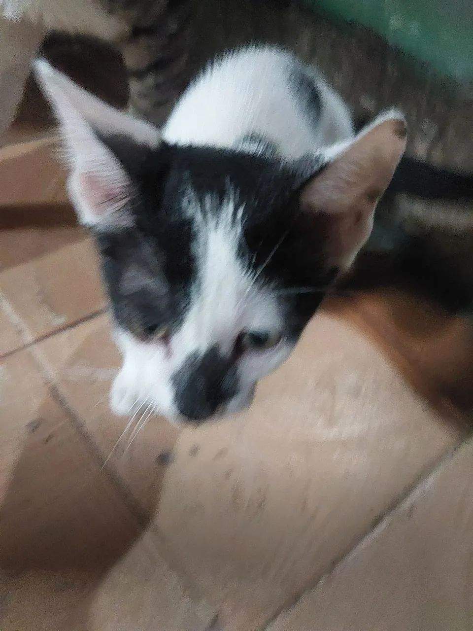 gatos para doação  grátis  - Foto 3