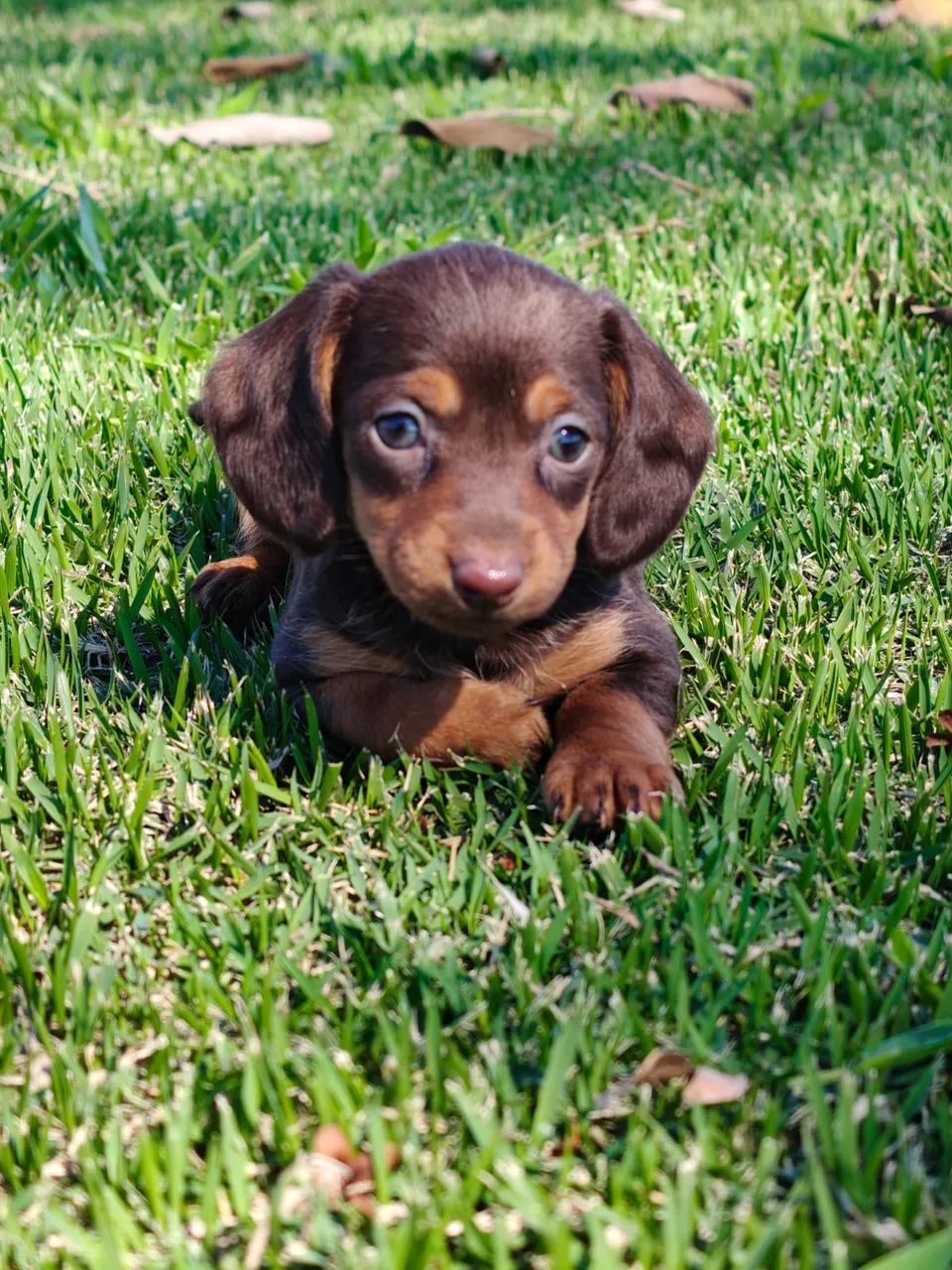 dachshund - Foto 5