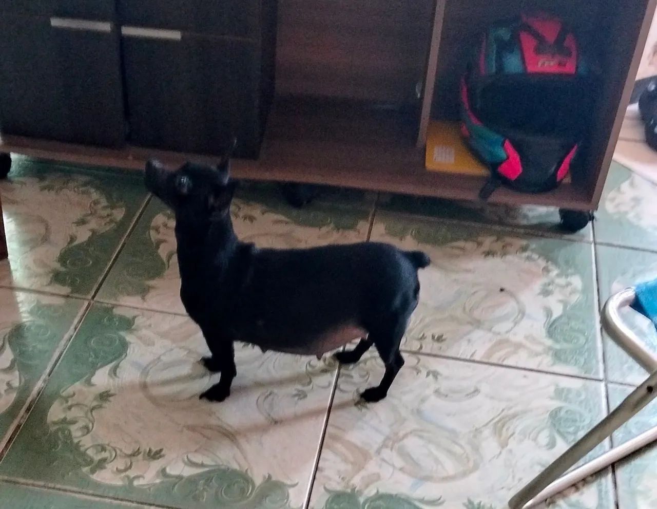 Pinscher 0 com 1 - Foto 5