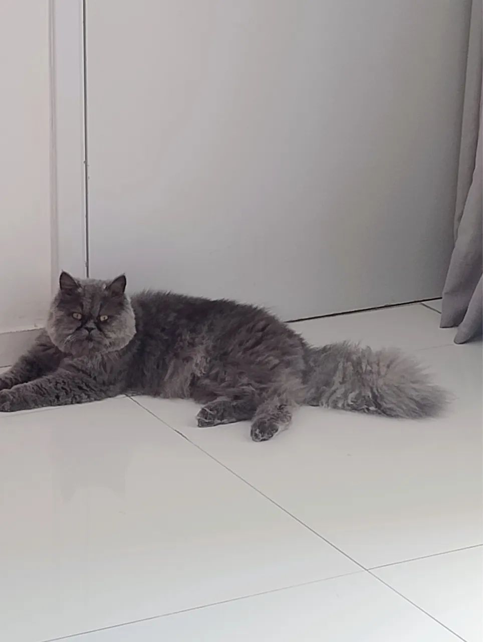 Gato Macho Persa
