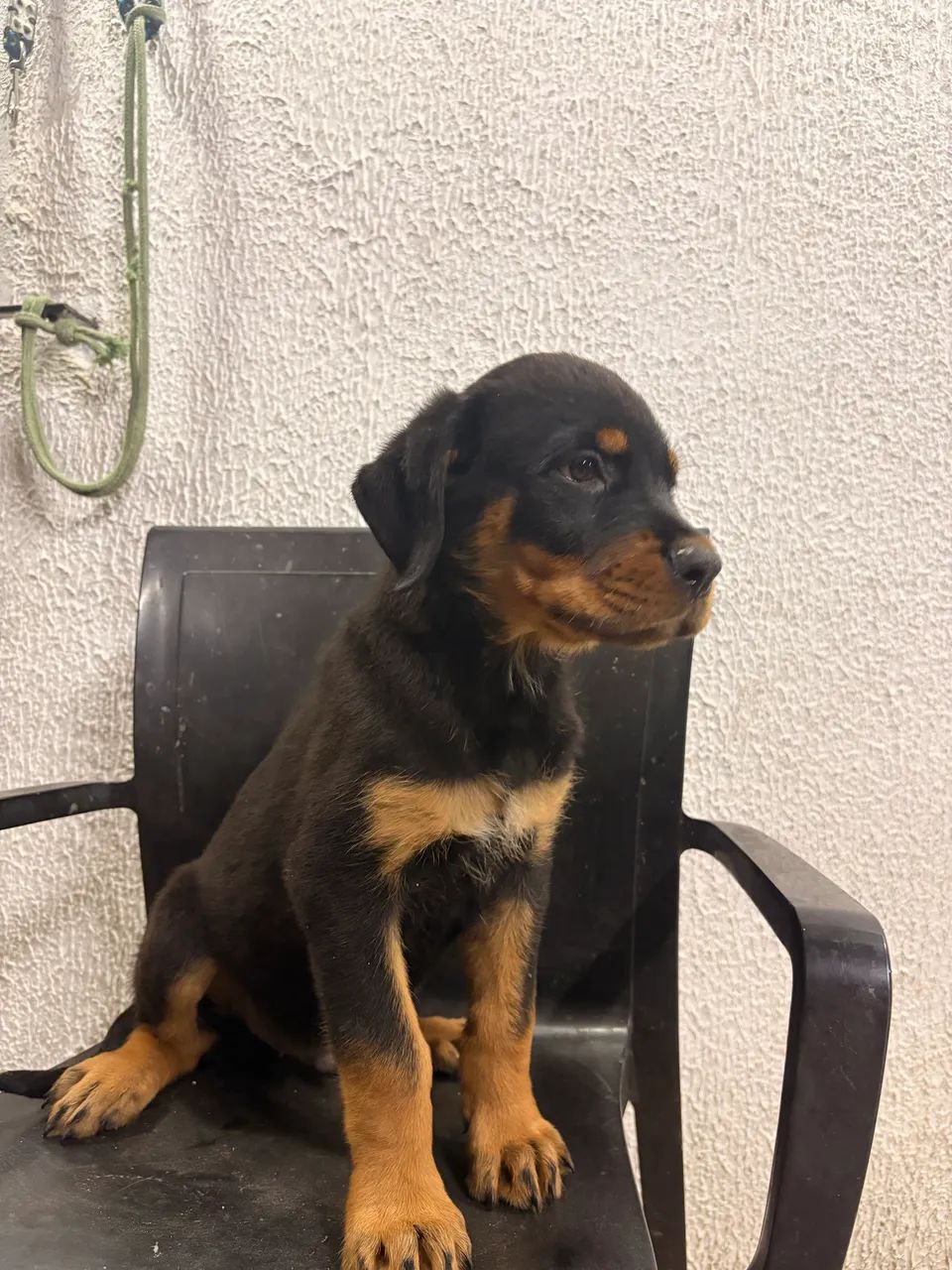 Rottweiler  - Foto 4