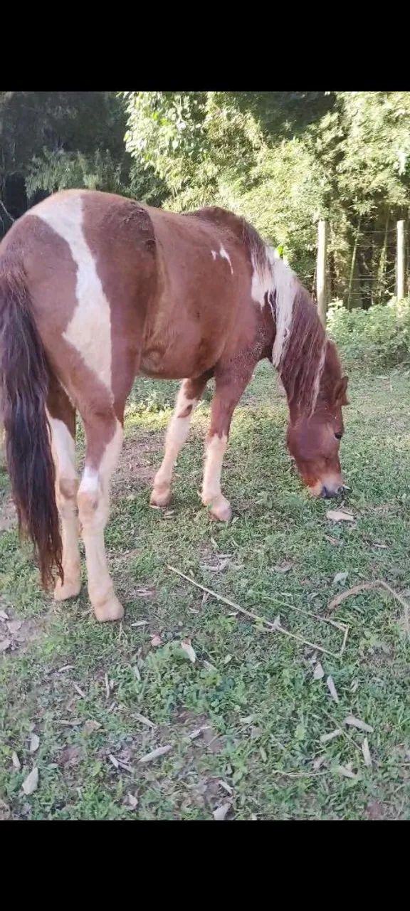 Potro Pronto Mangalarga Marchador Castrado Domado Manso - Foto 3
