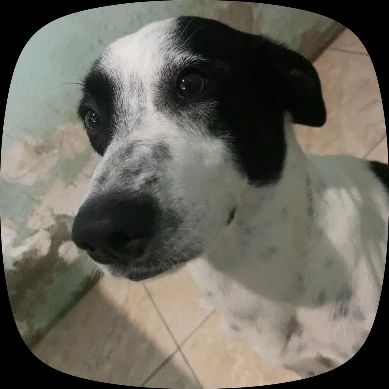 Cães  - Foto 3