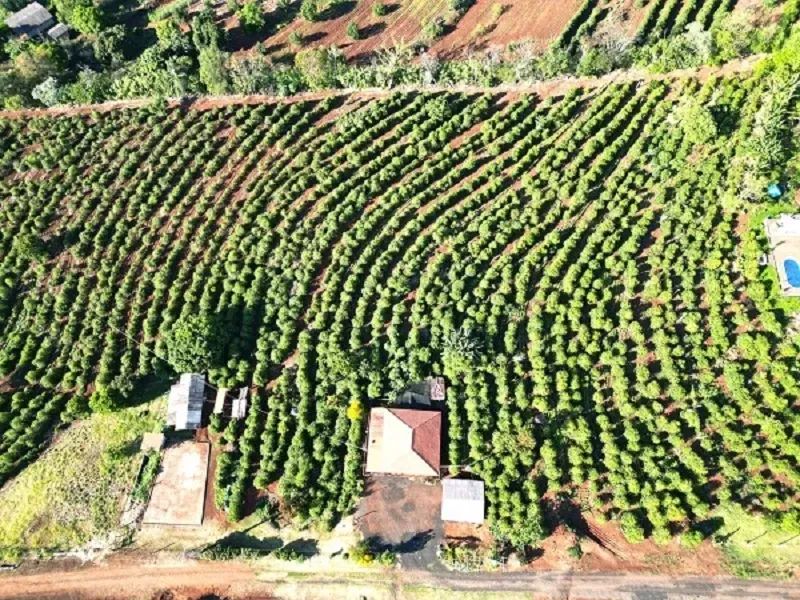 CAFÉ - Área Rural de Apucarana