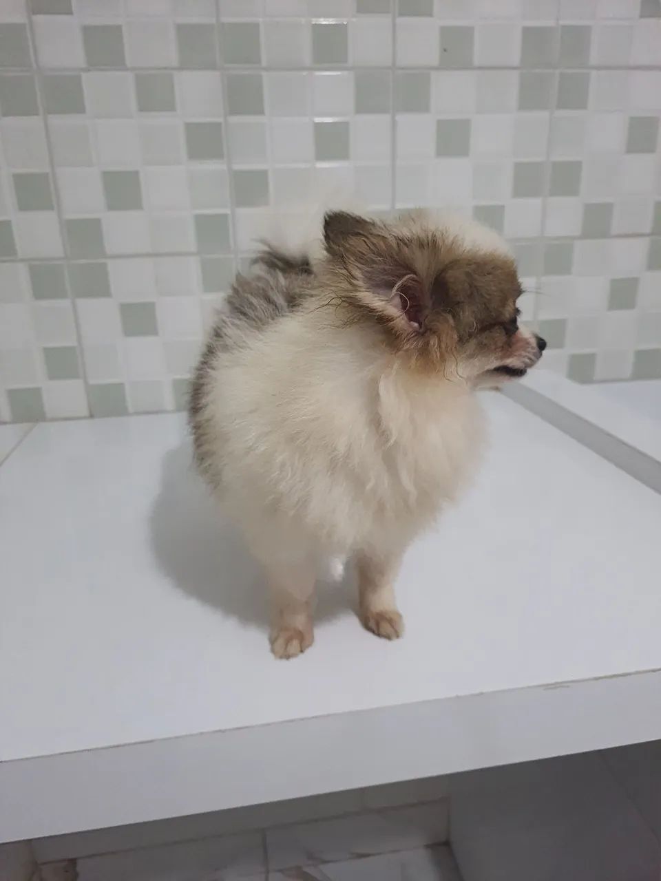 Spitz alemão  - Foto 2