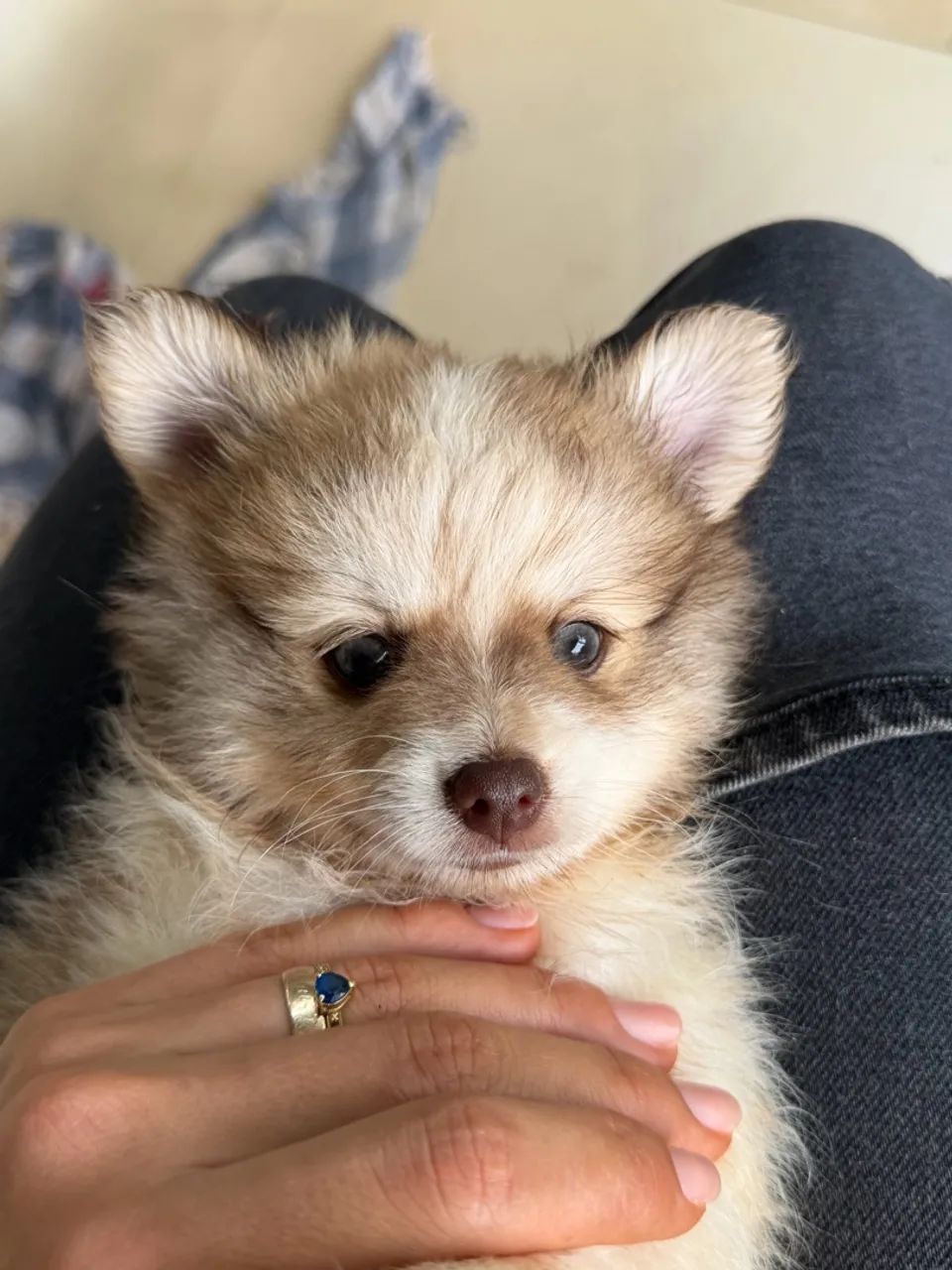 Lulu da pomerânea  - Foto 2