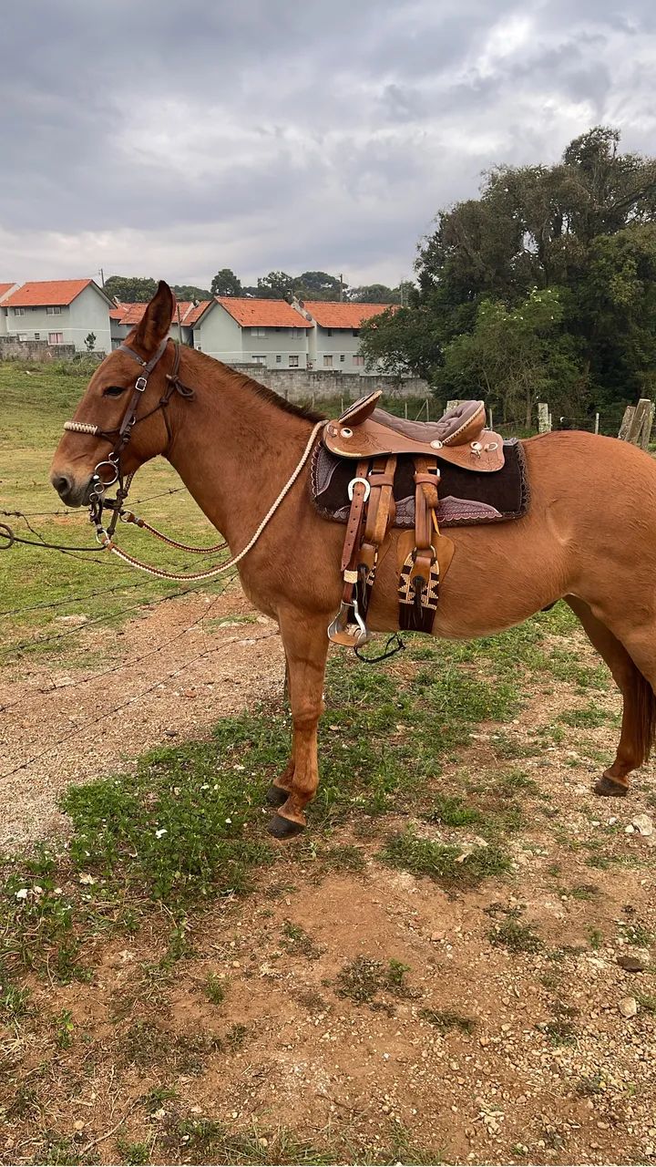 Burro manso