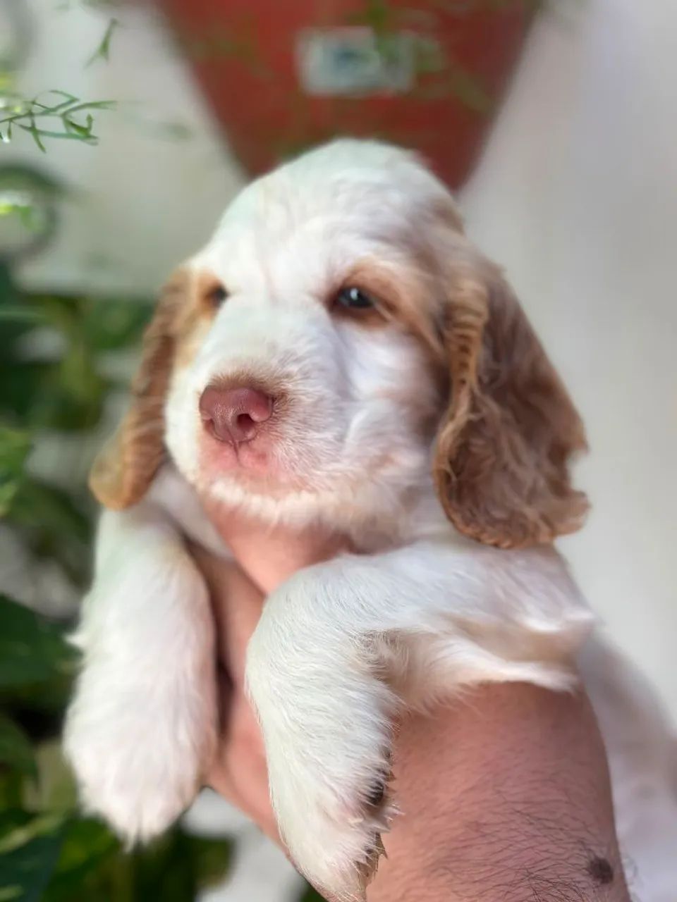 COCKER SPANIEL INGLES  - Foto 2