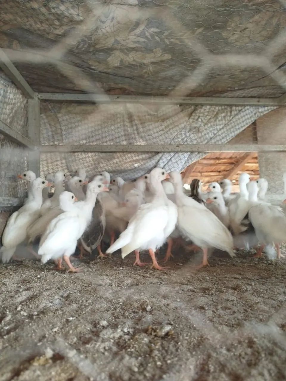 Angola branca - Foto 3