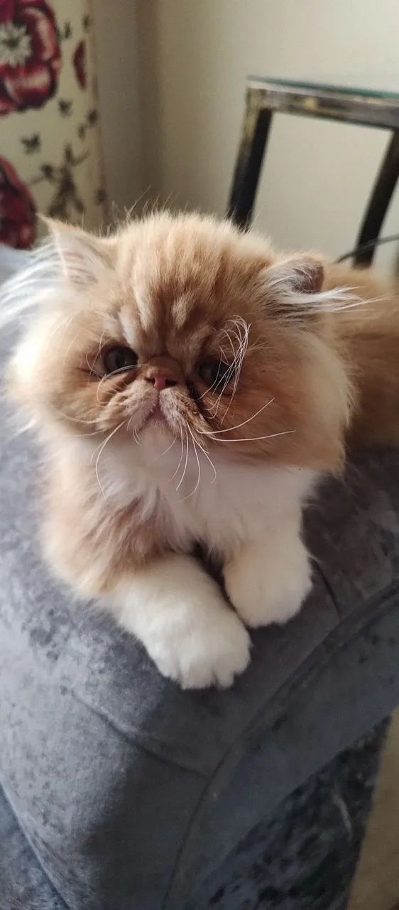 gato persa - Foto 3
