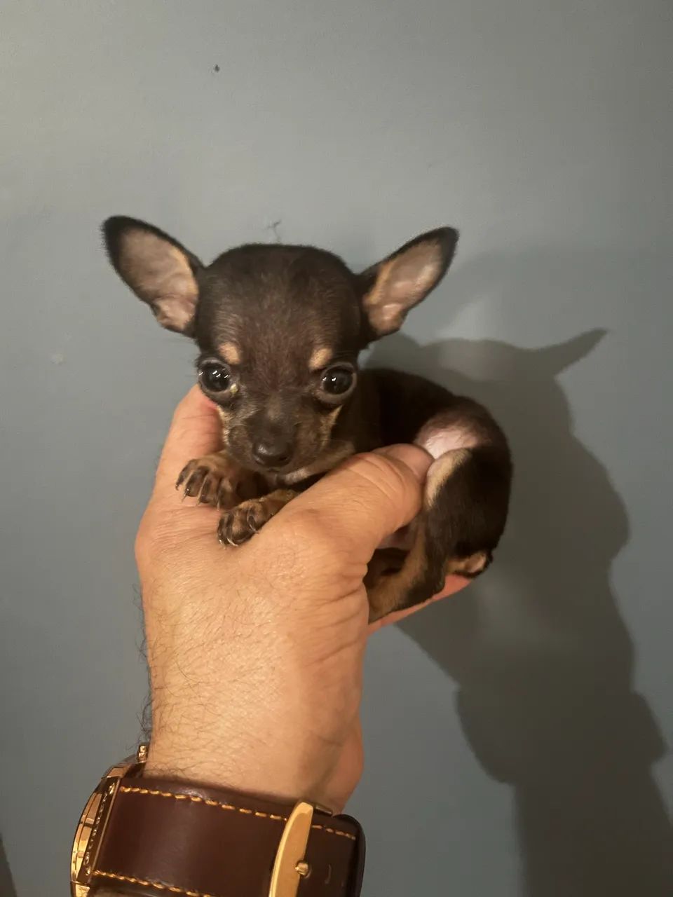 Pinscher zero machinho - Foto 3