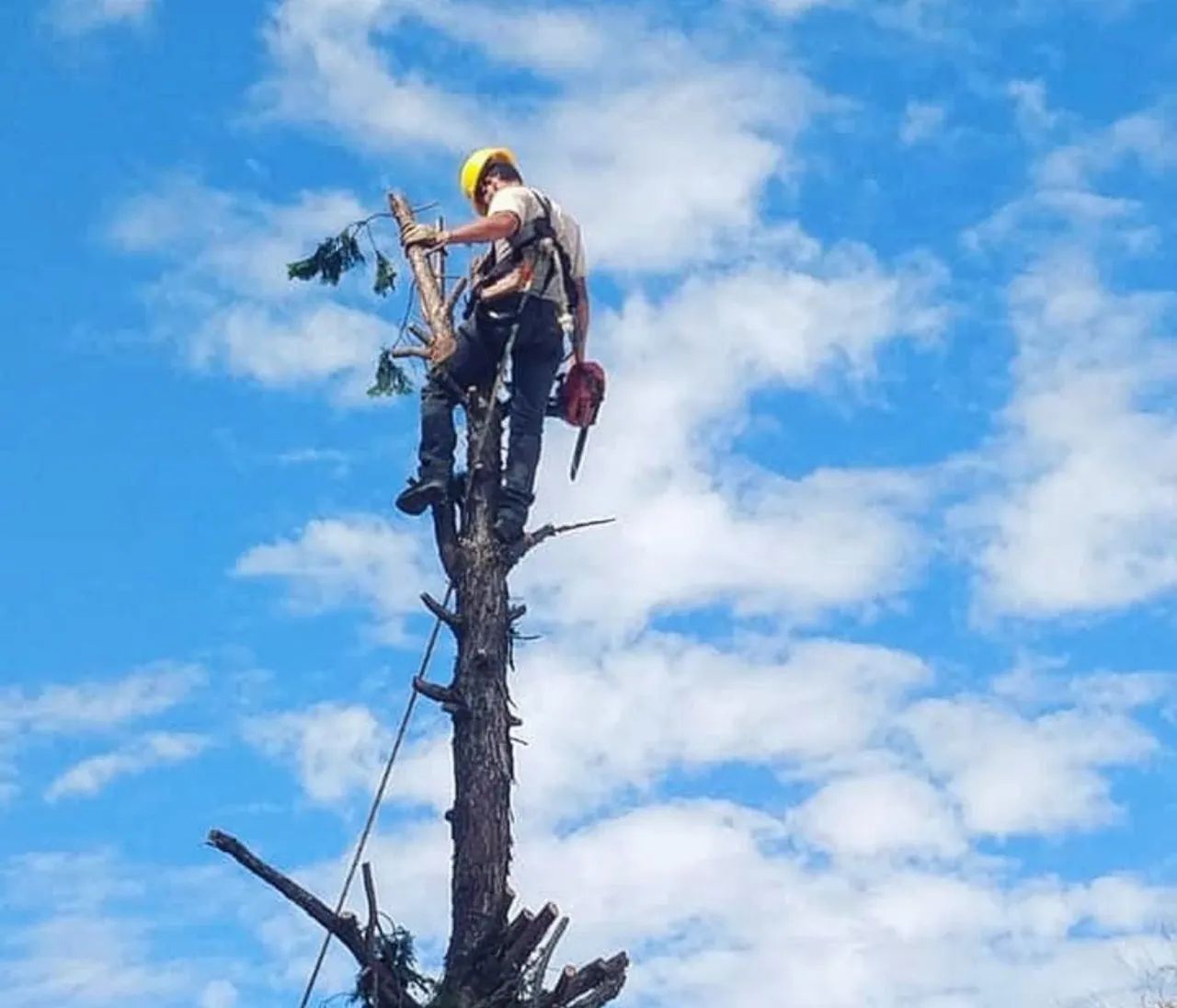 Corte e poda de árvores 