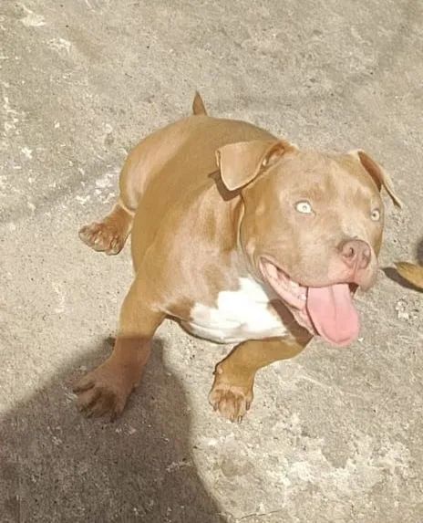Pitbull American bully