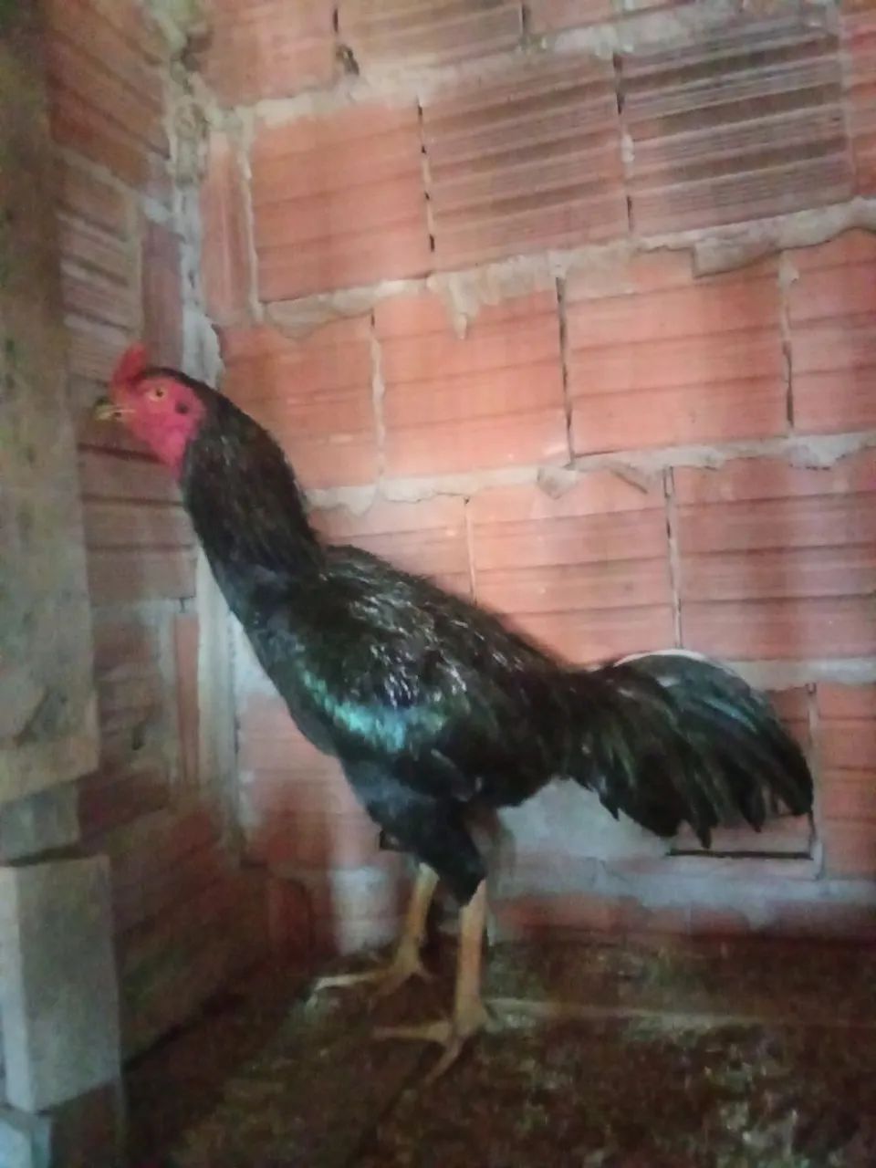 Vendo 