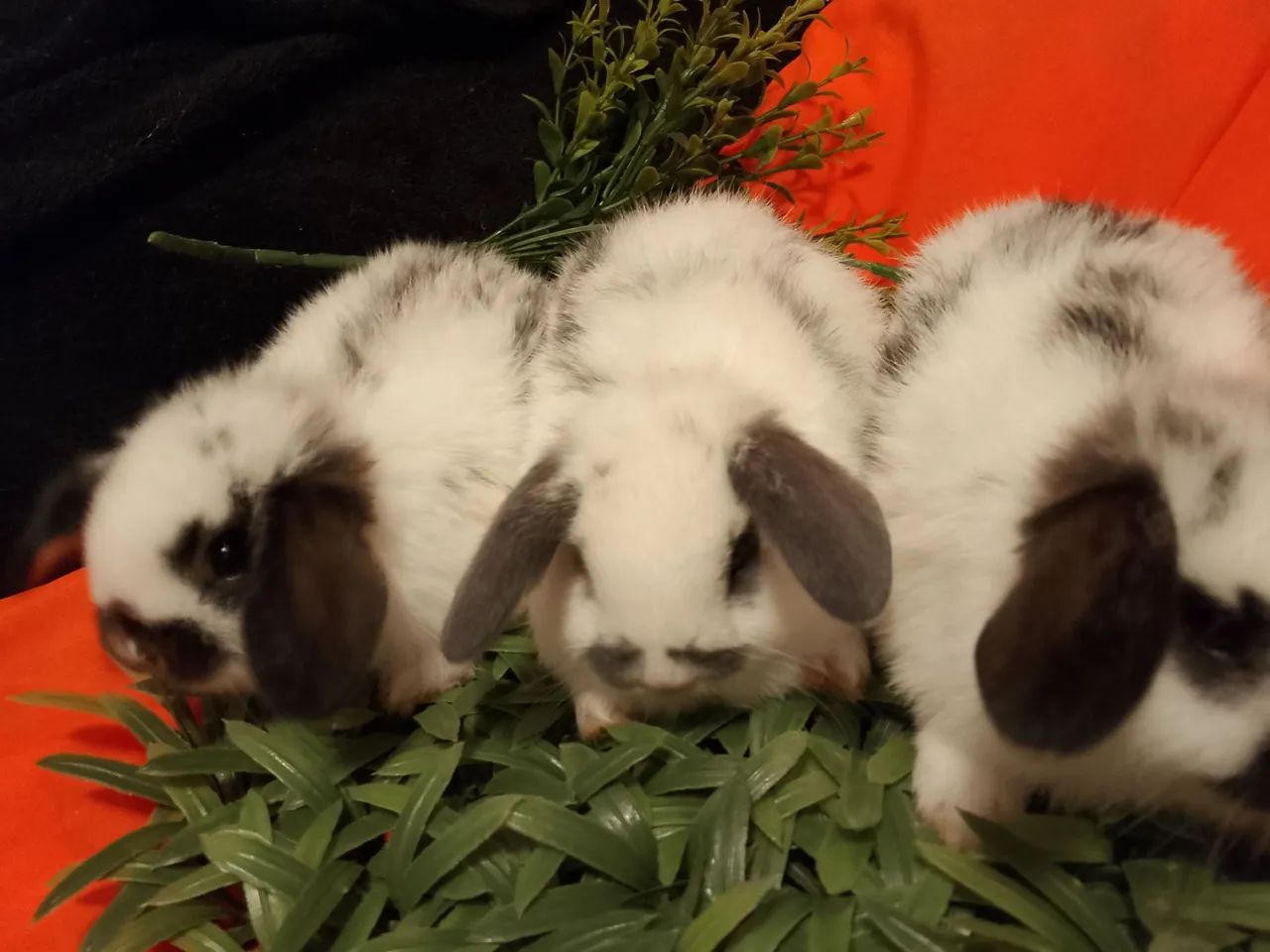 Mini lop uruguaio  - Foto 4