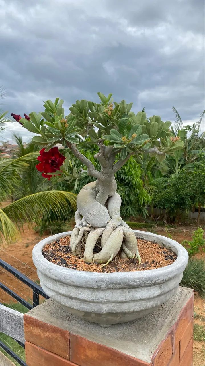Rosa do deserto