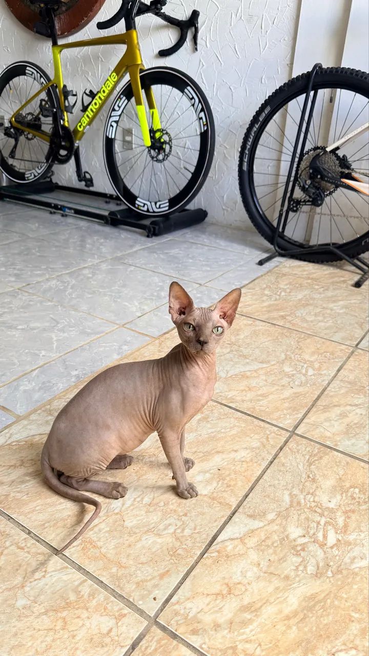 Gato Sphinx Macho Disponível. - Foto 4