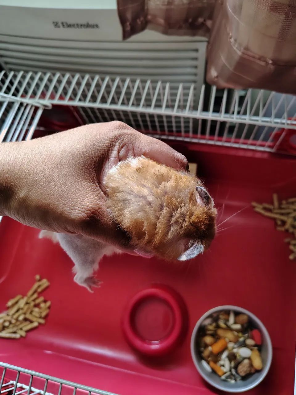 Hamster macho 