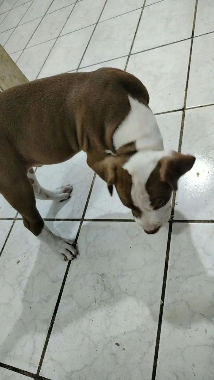 PIT BULL - Foto 2