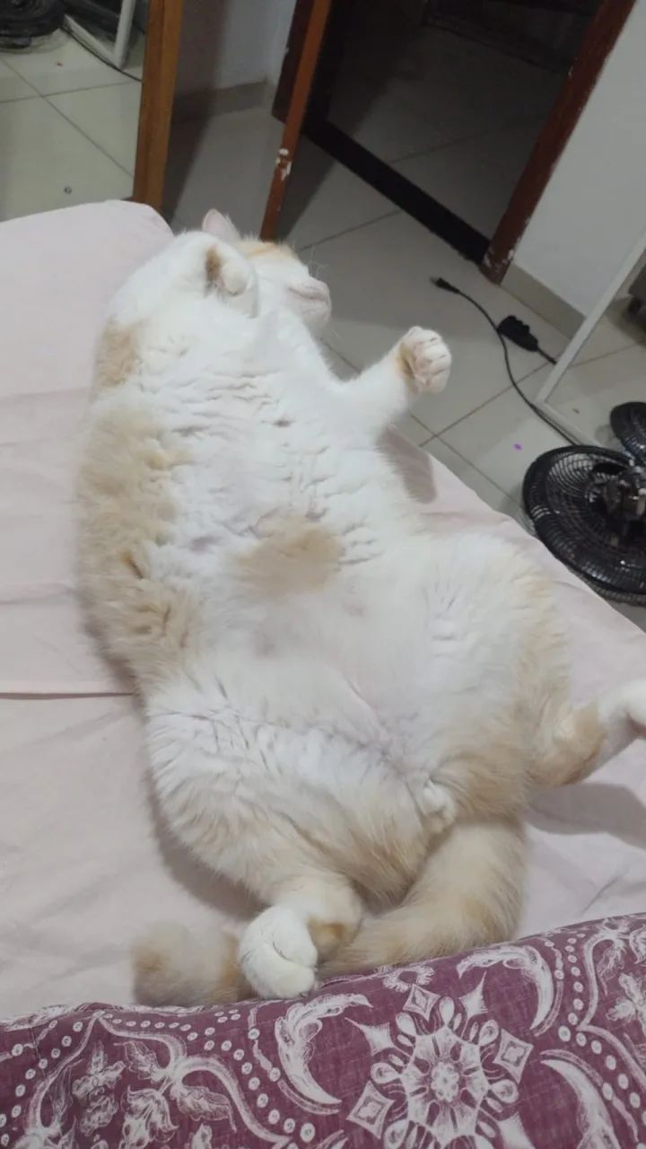 Gatinho castrado  - Foto 3