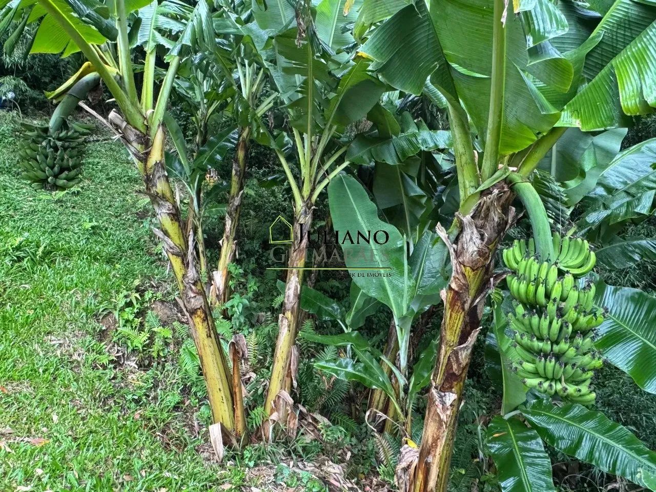 SÍTIO Á VENDA, Anitápolis SC - Foto 4