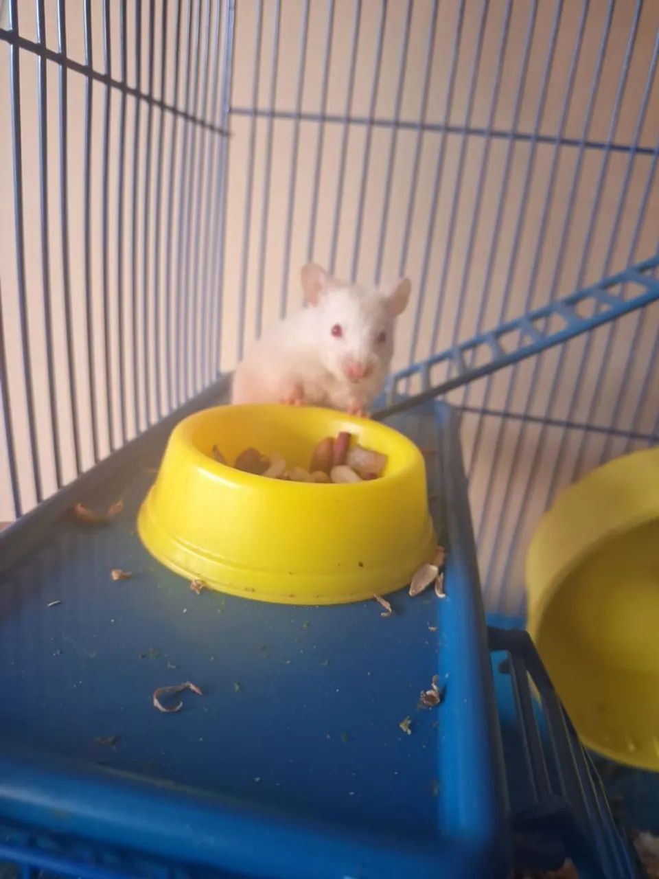 Hamster 