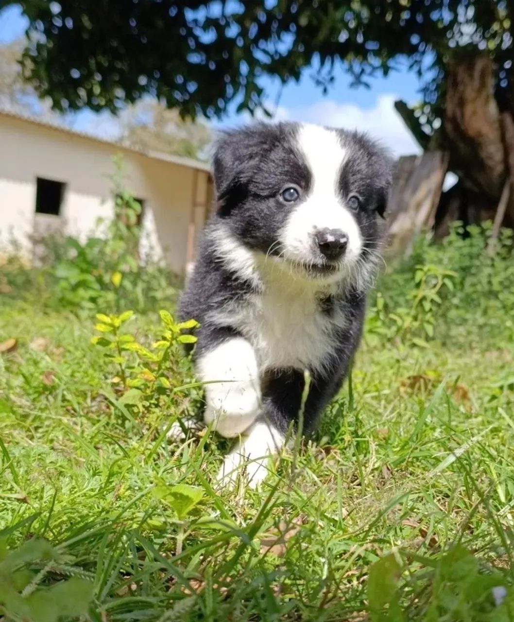 Lindos filhotes de Border Collie  - Foto 3