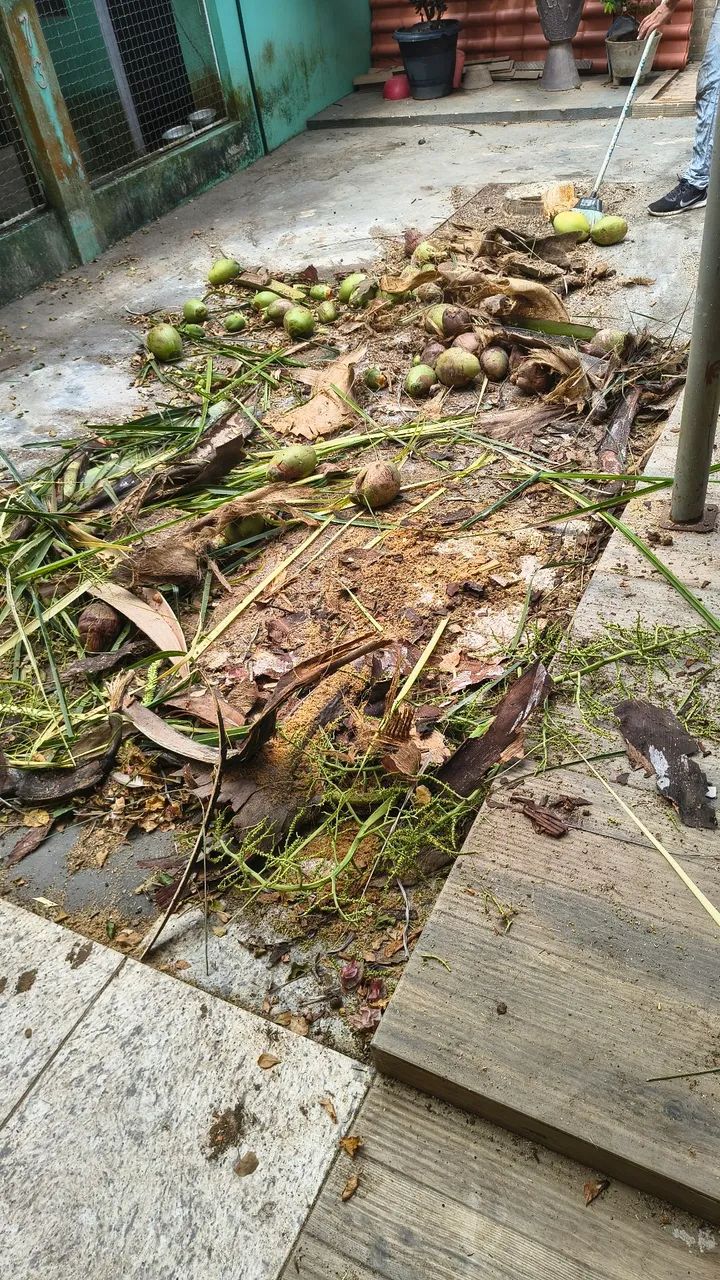 Podagem  - Foto 2