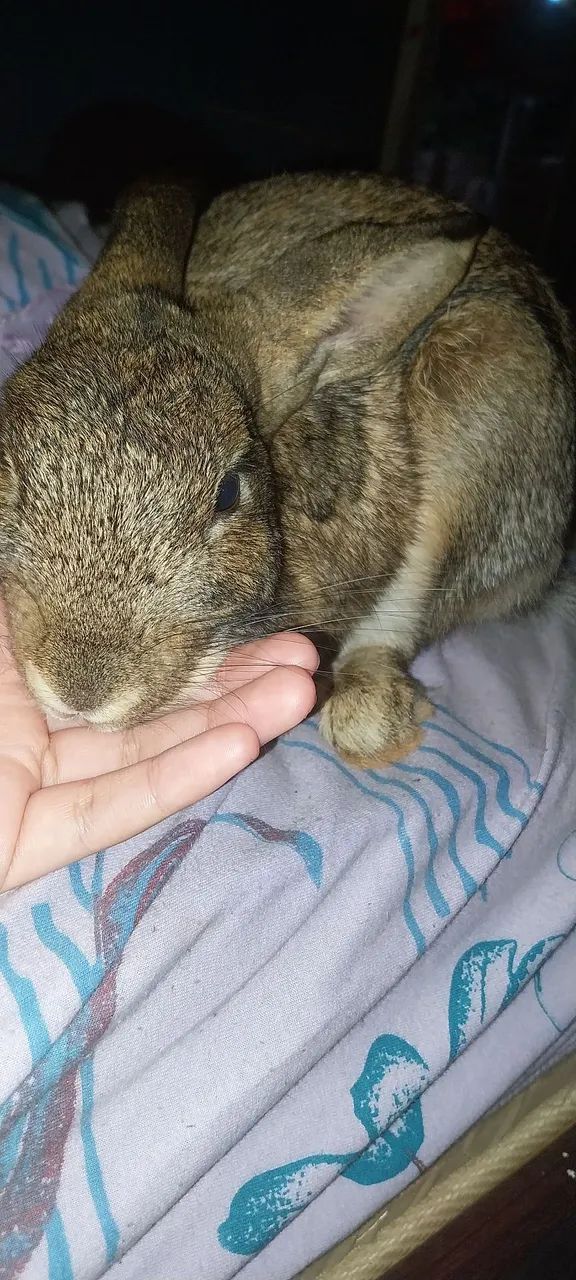 Casal de coelhos65048997745667121