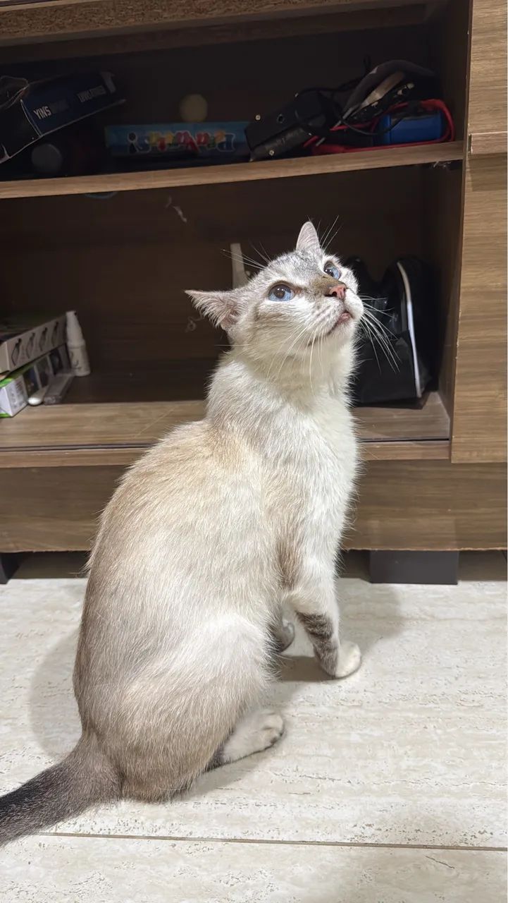 Gato macho pra adoç ão  - Foto 2