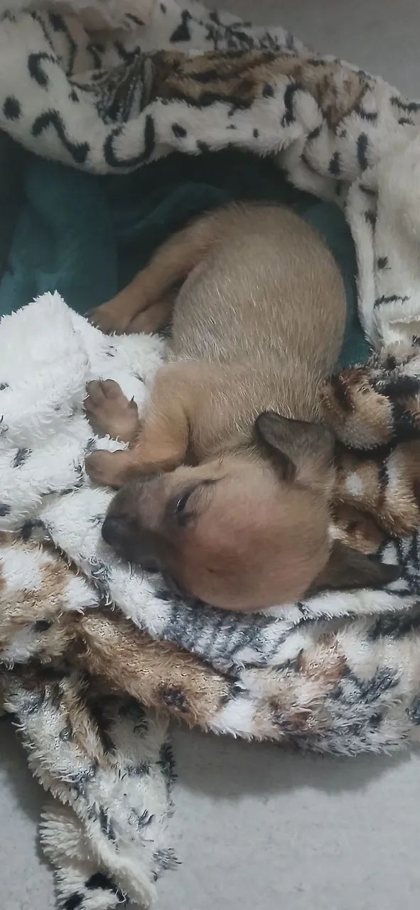 Pincher número 1 - Foto 3