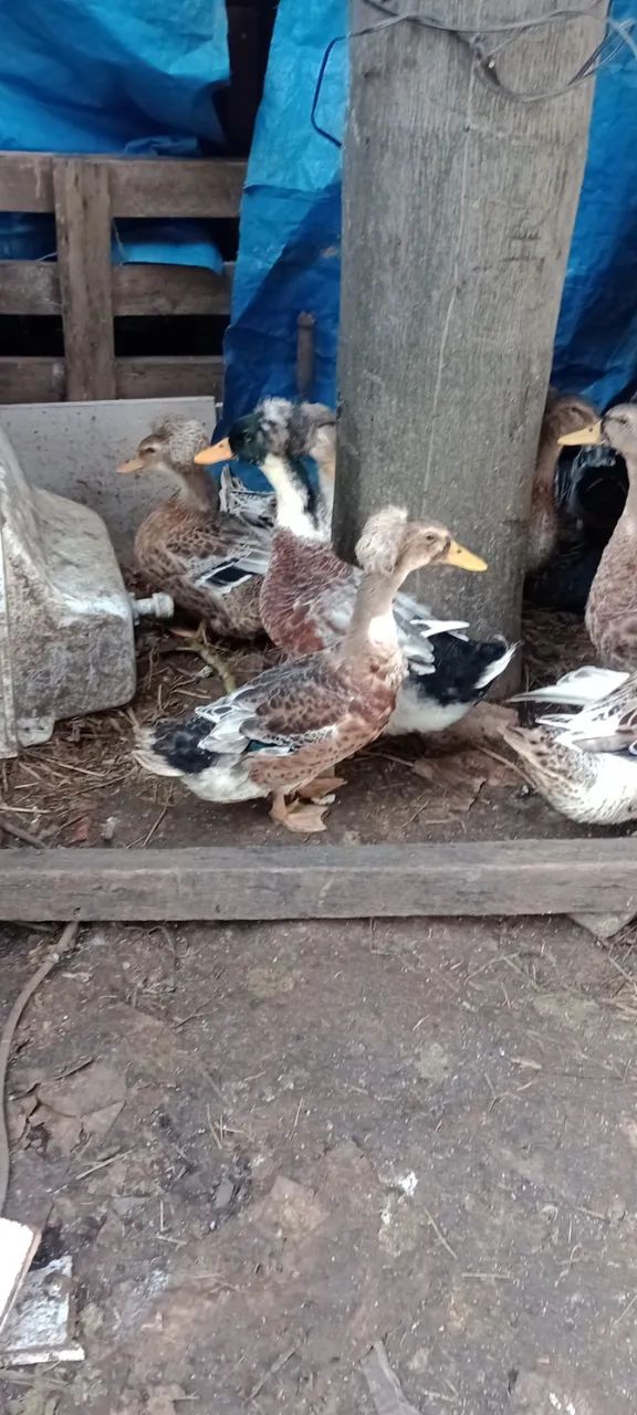 Patinhos e marrequinhos com e sem pompom. Matrizes selecionadas. - Foto 2