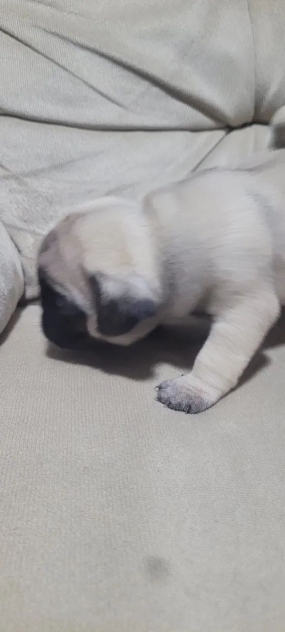 Filhotes de Pug - Foto 5