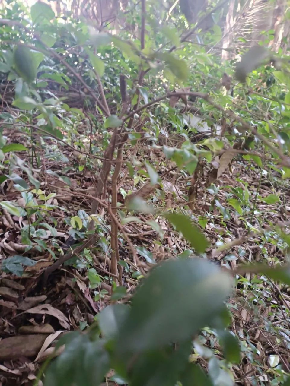 Mudas frutíferas  - Foto 4