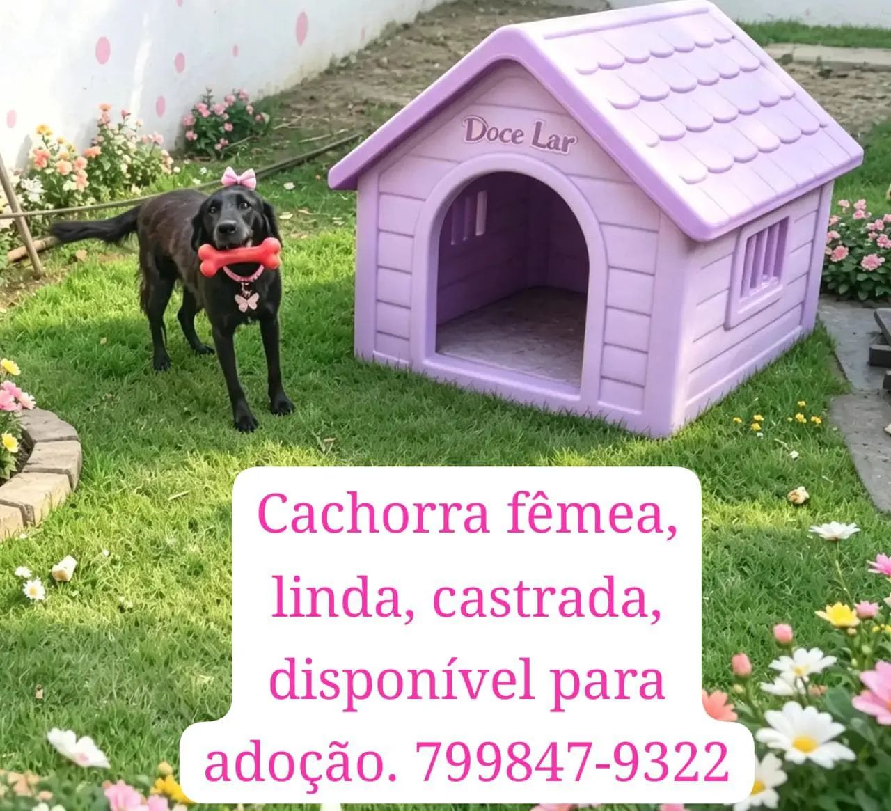 Animais para adoção! - Foto 3