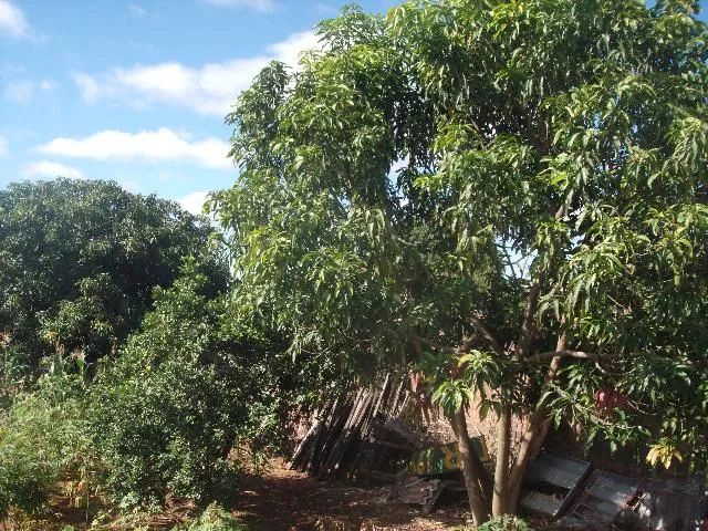 Terreno Padrão em Uberlândia - Foto 2