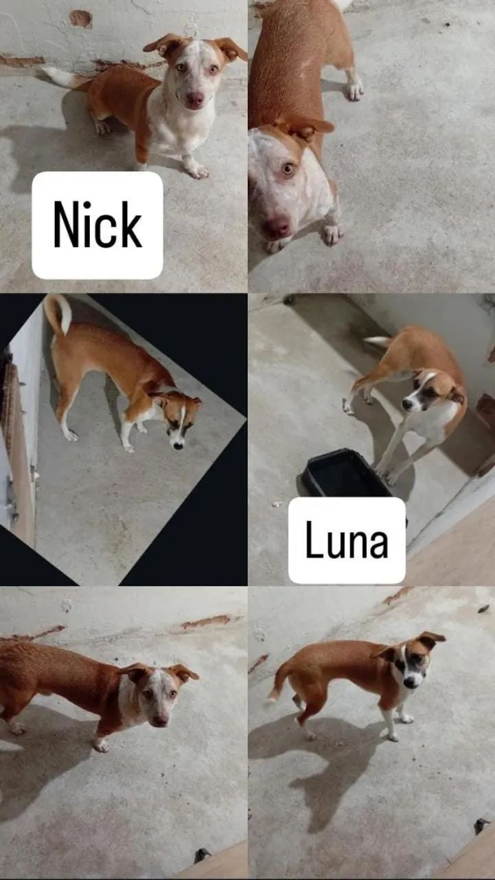 Doação de pet cachorros - Foto 2