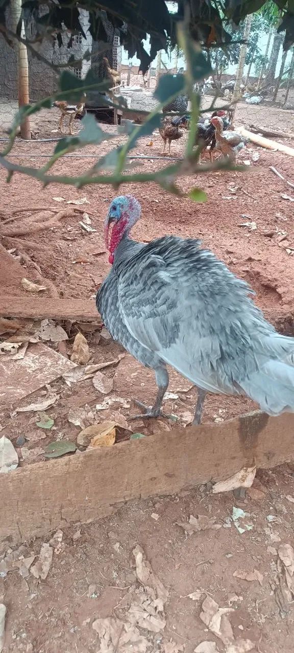 Animais e ovos - Foto 2