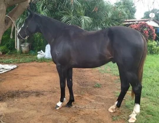 QUARTO DE MILHA - Foto 2