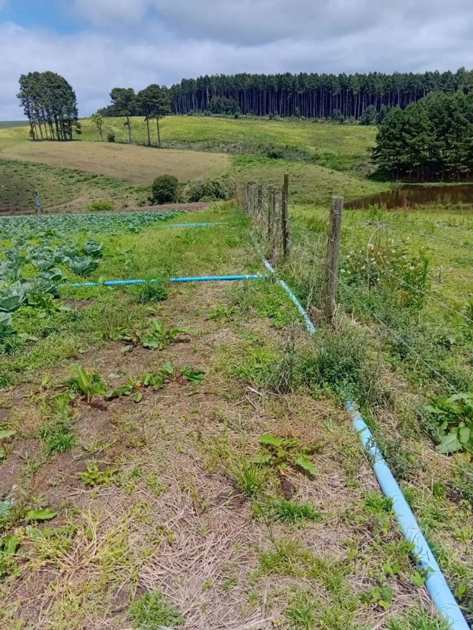 Sítio 2.2 hectares  - Foto 4