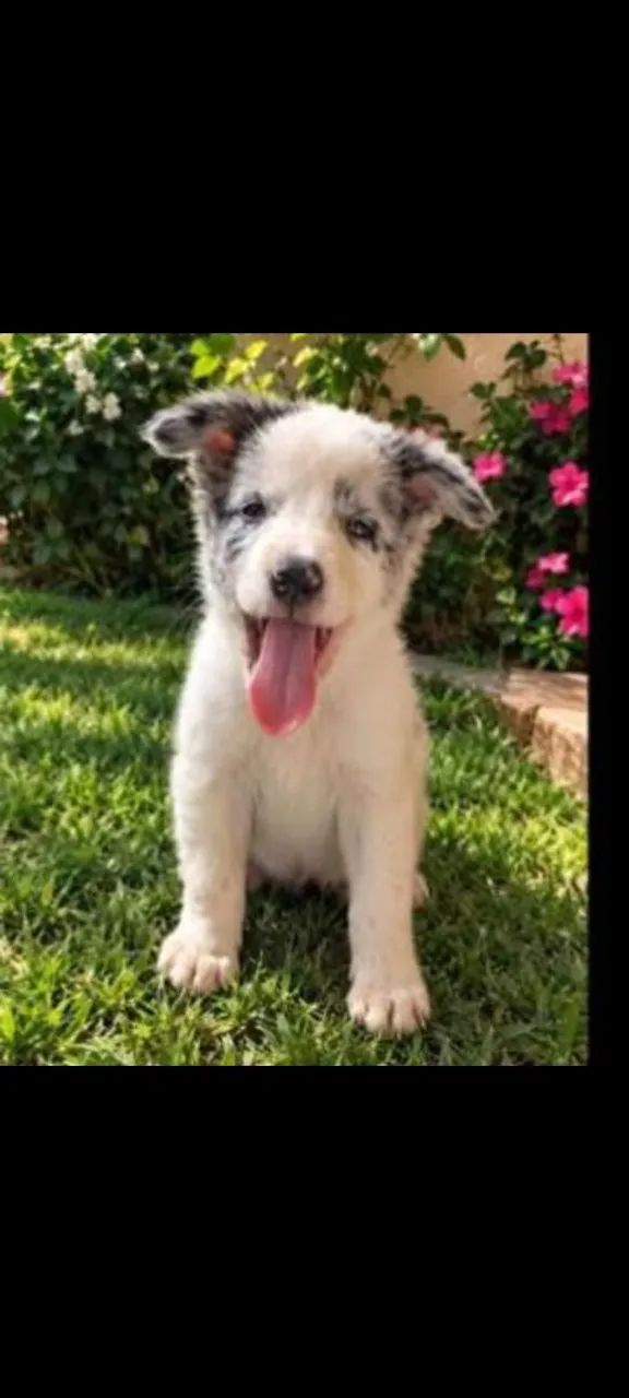 Border collie - Foto 3