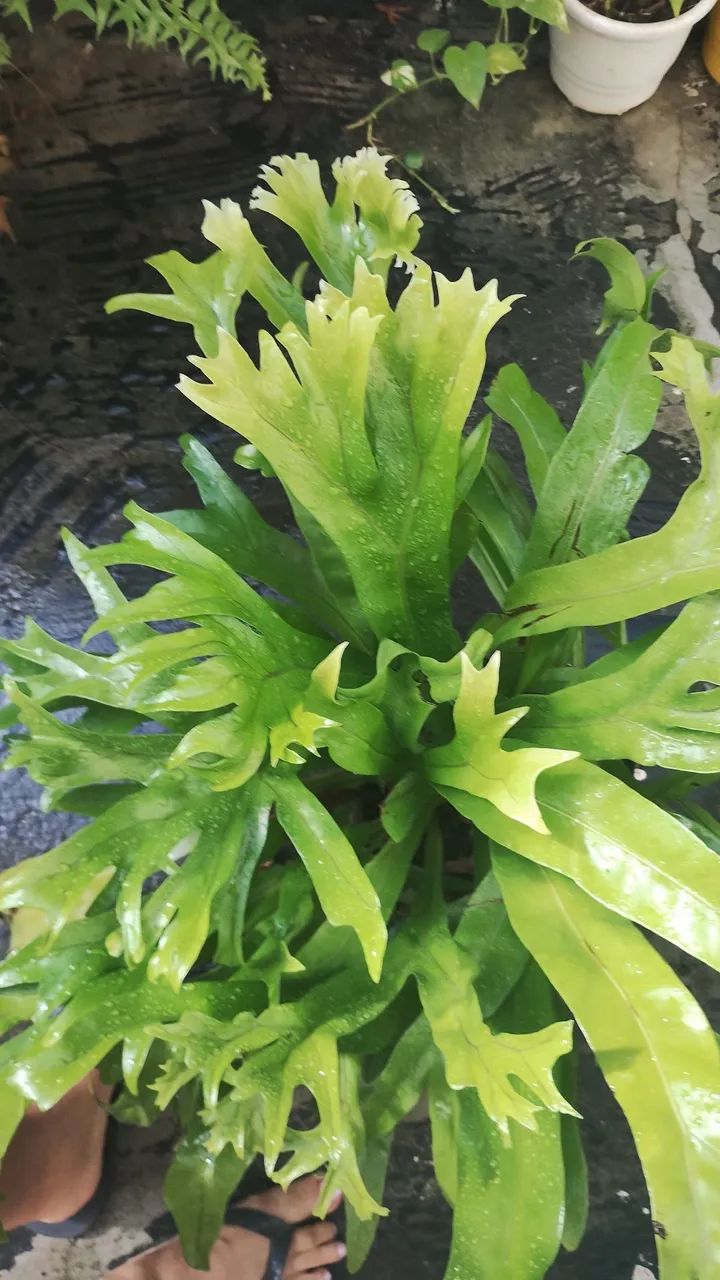 Planta sambaia ninho de passarinho  - Foto 3