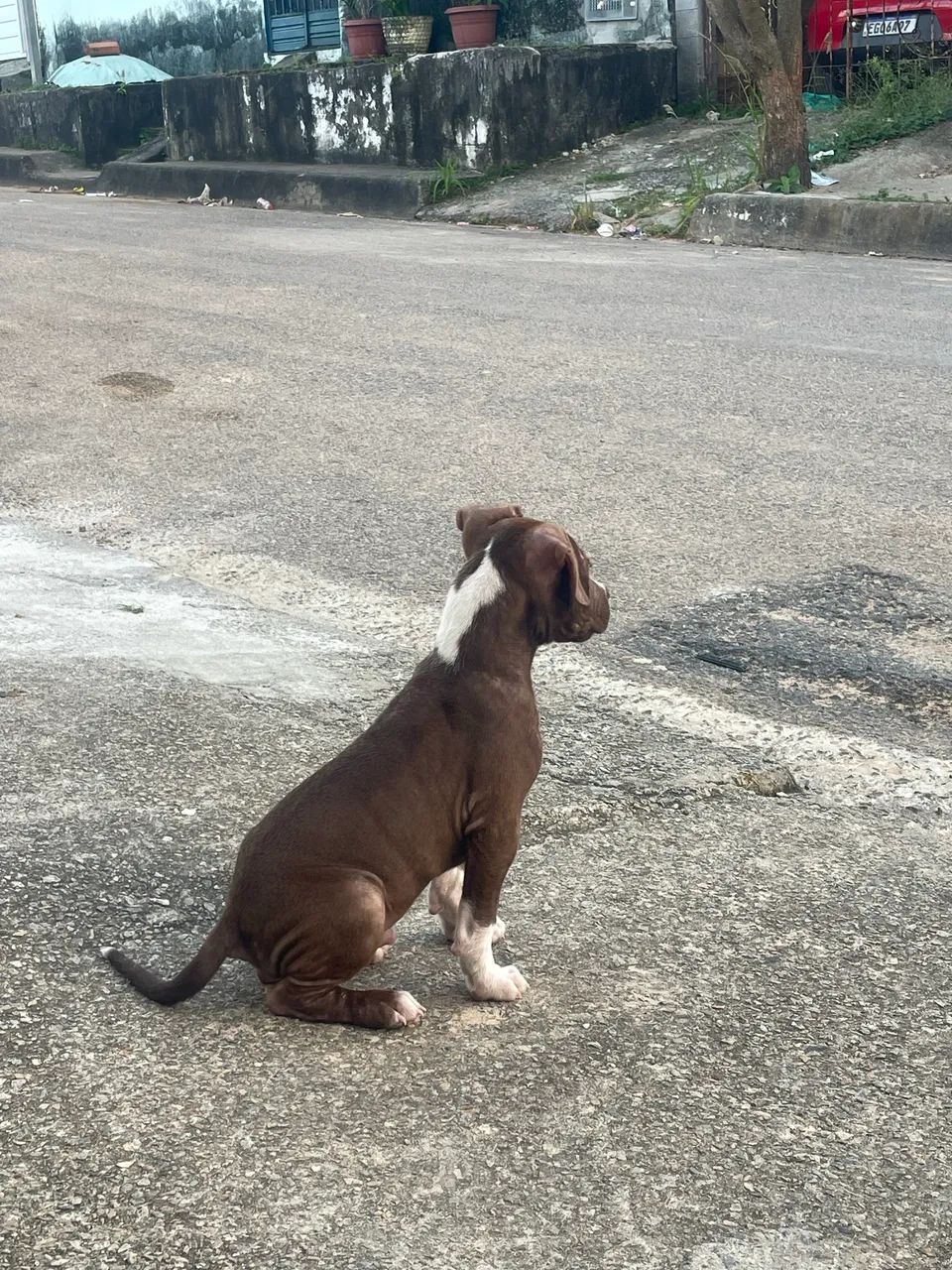 Filhote de Pitbull com 2 meses  - Foto 4