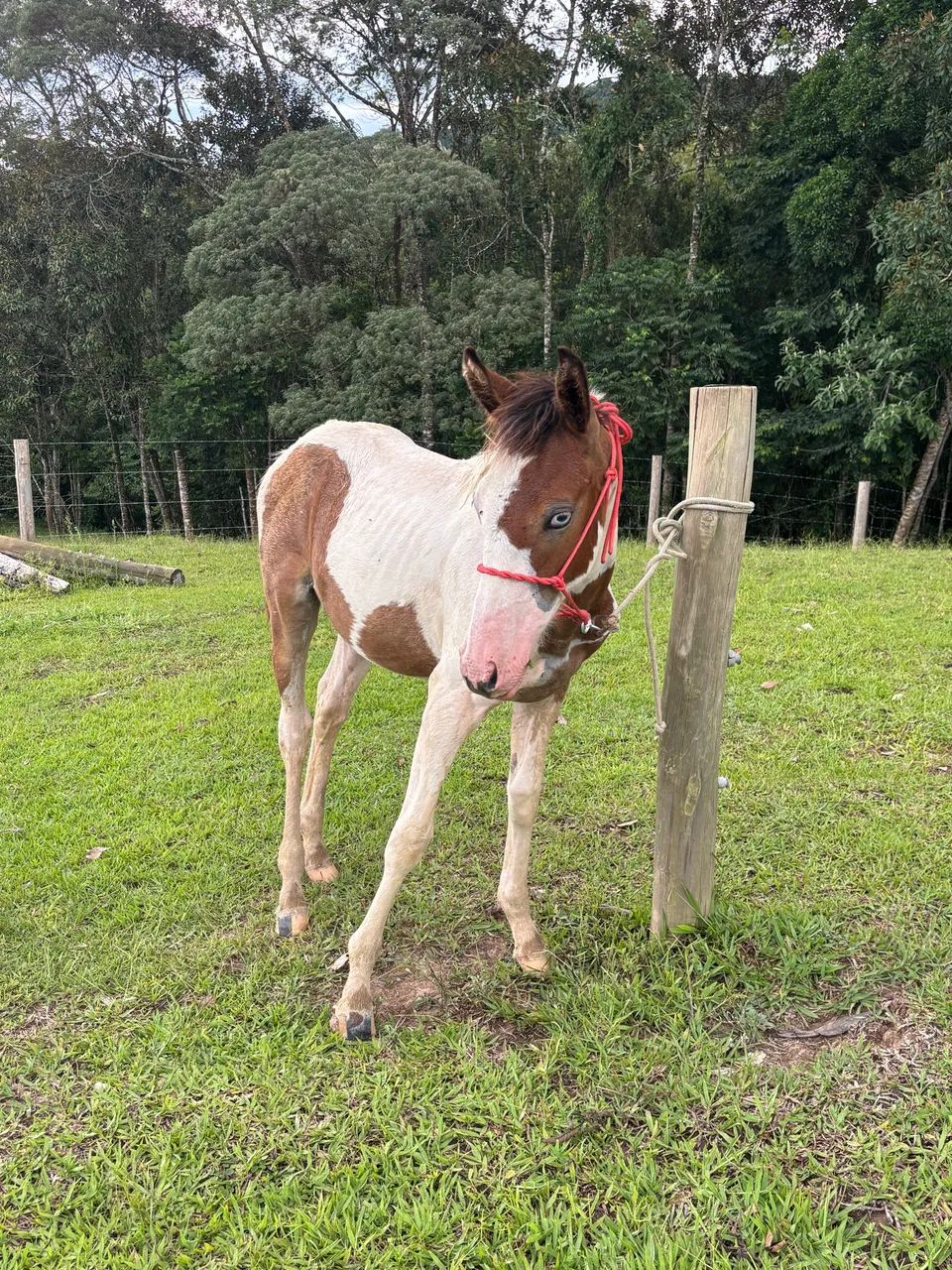 Potranca apartada 6 meses - Foto 4