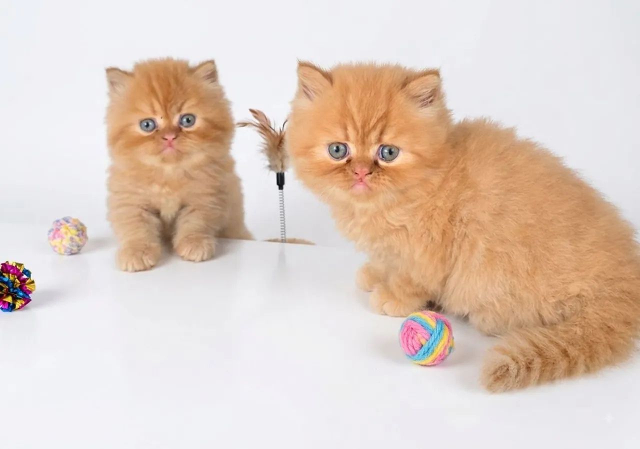 Gato Persa  - Foto 2