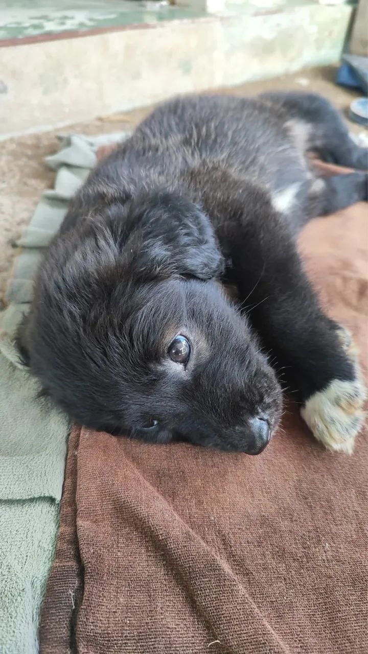 DOAÇÃO de uma linda cachorrinha fêmea  - Foto 4
