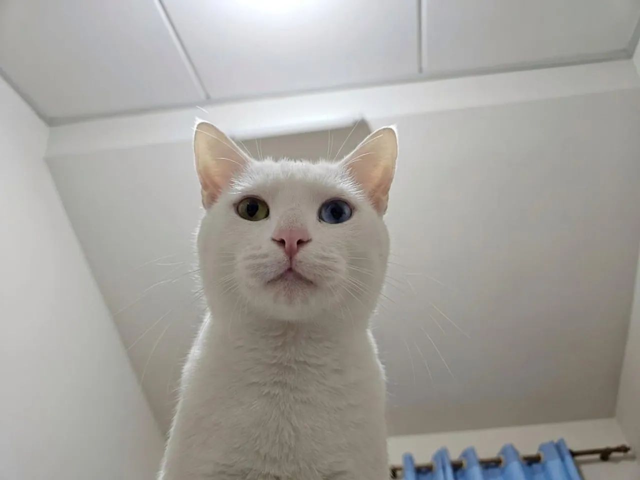 Doa-se gato misto de angora turco