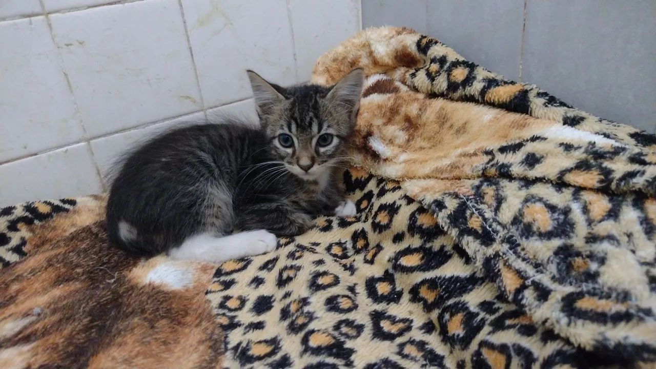 Gatinho para adoção  - Foto 4